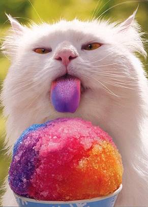 slurpeecat.jpg